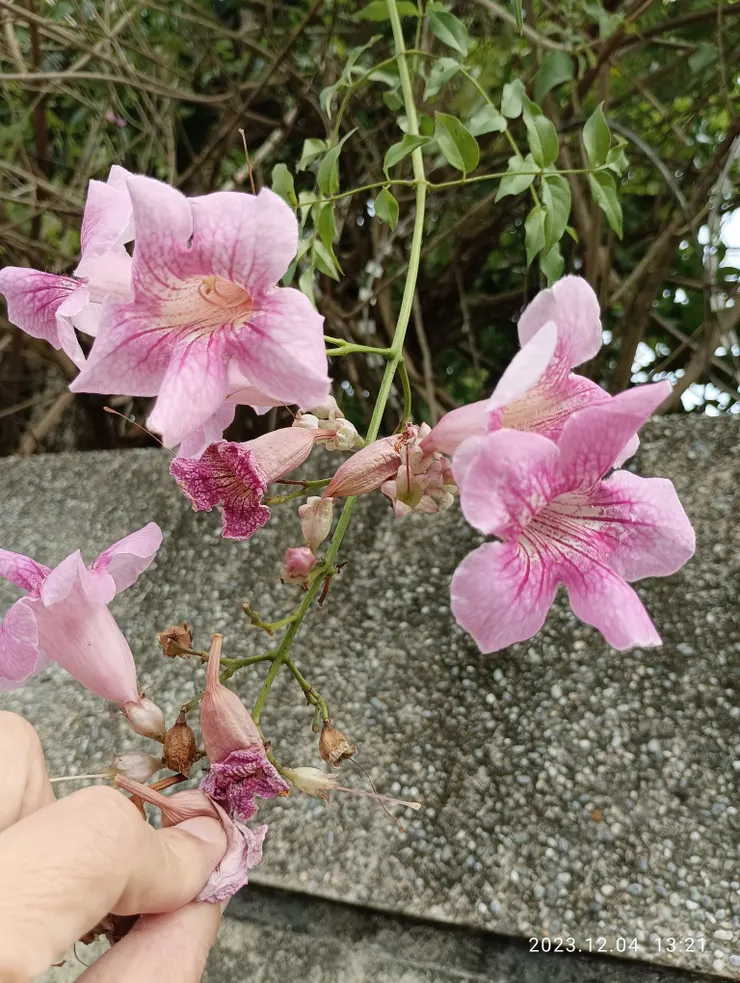 紫雲花近照