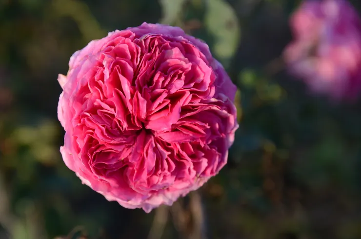 四分簇生的淺杯款式