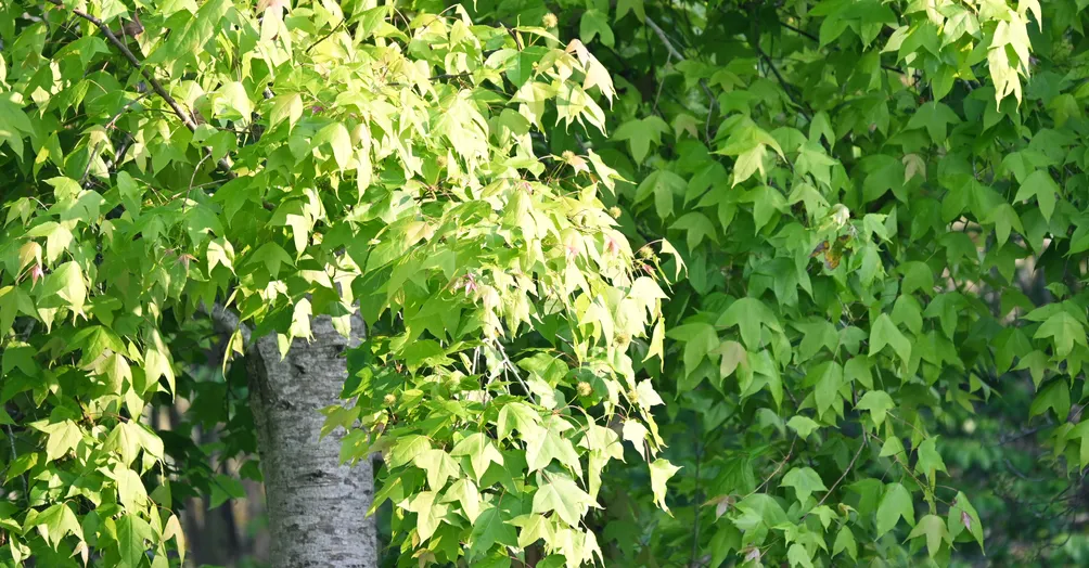 獵人書坊｜鄒族故事屋