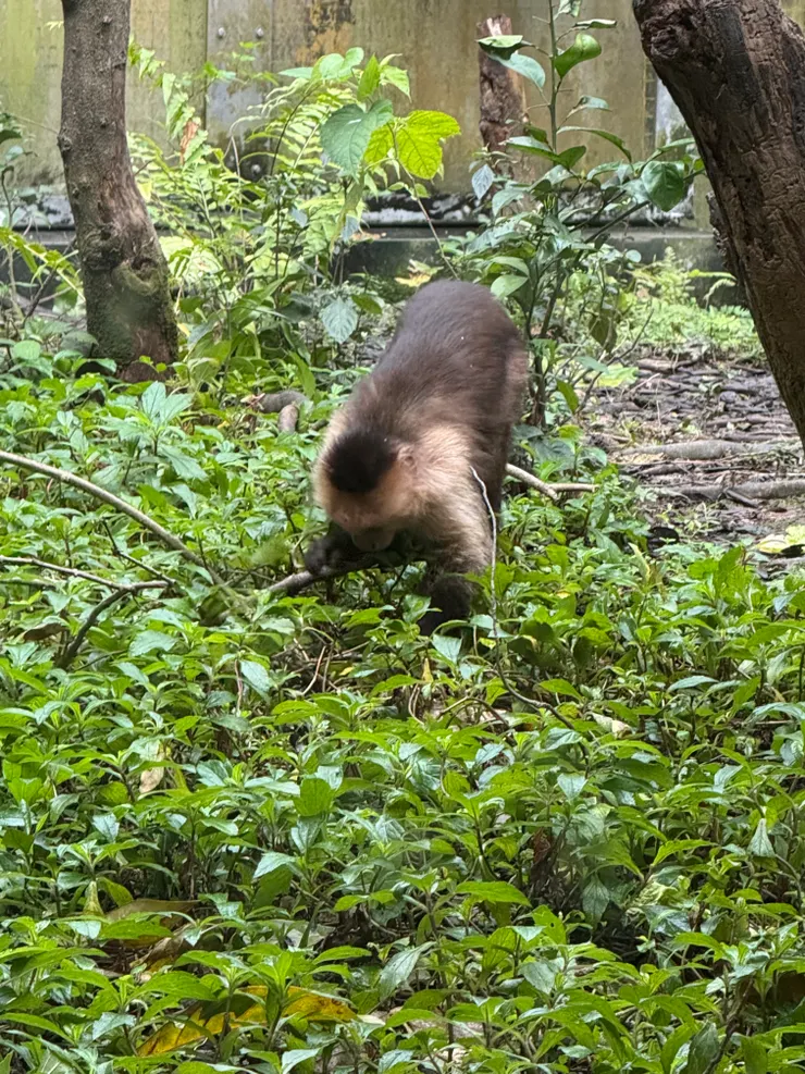 2026/02/17 小猴子