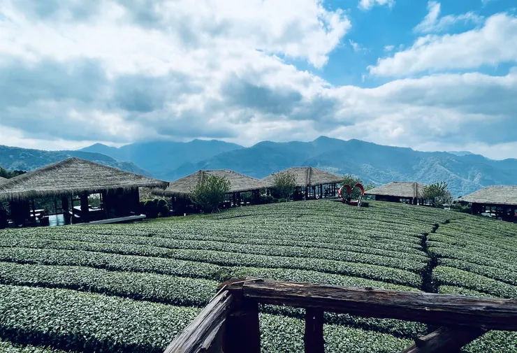 以鄒族五大家族傳統姓氏命名的茶藝館。