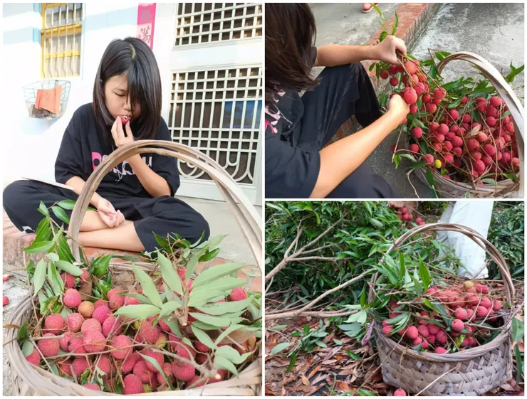 小女兒大嗑荔枝的樣子。