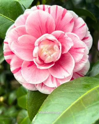 莎布麗娜茶花特寫，代表穩定內在力量與自我中心