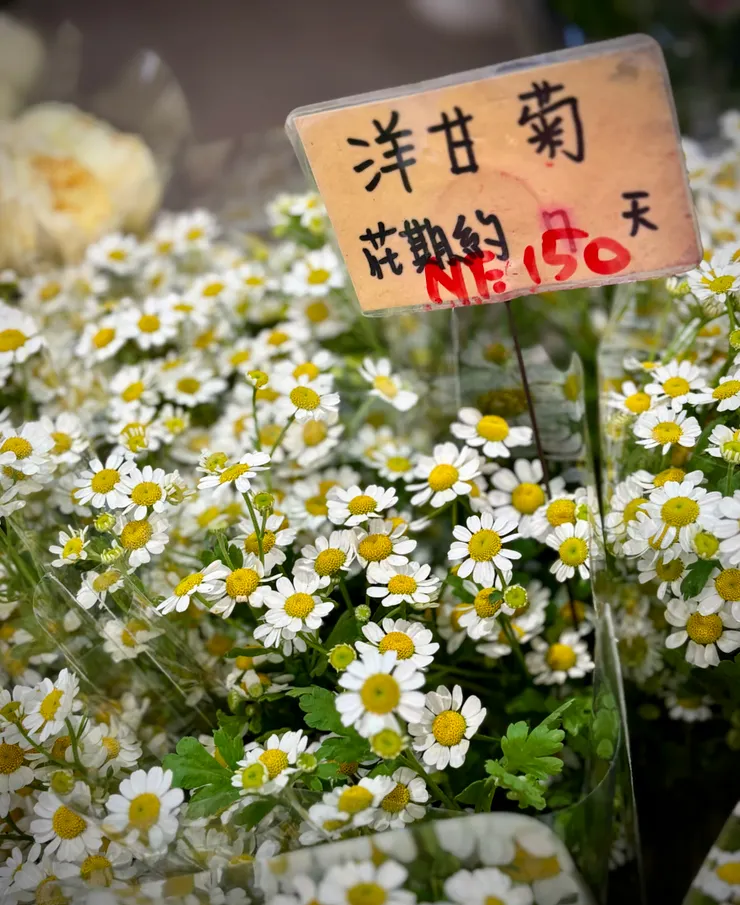 洋甘菊像鄰家女孩般討人喜愛