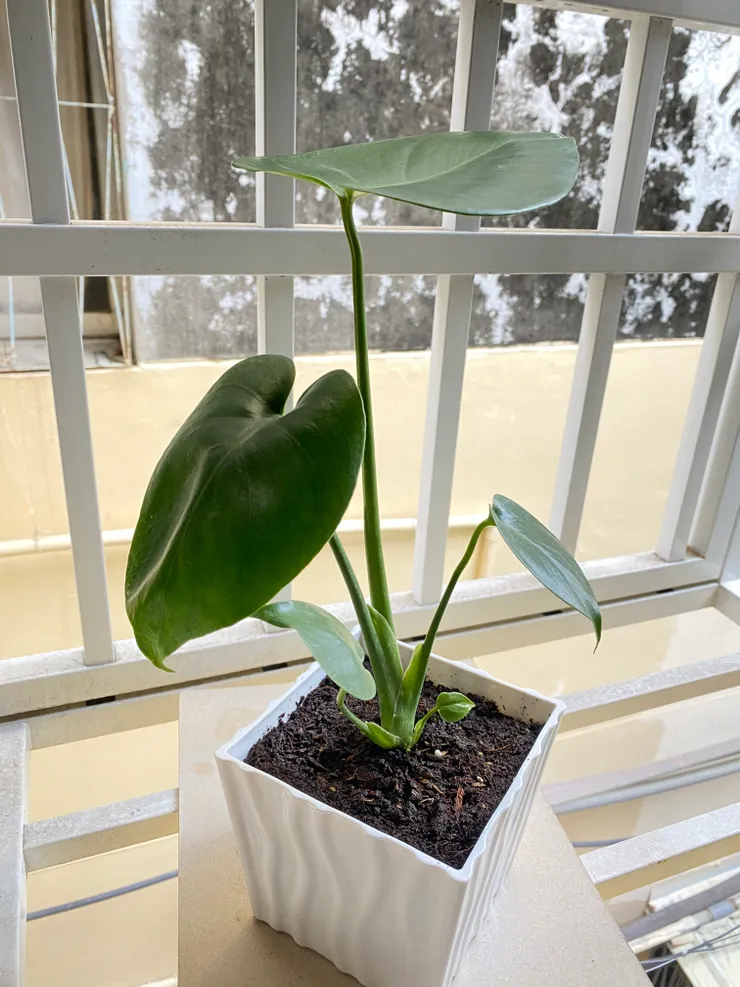 這盆龜背芋是在熱帶博覽會買的🫶
