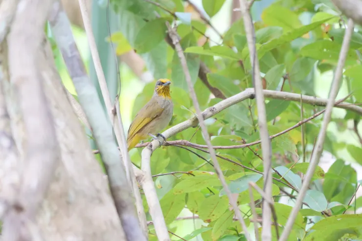 紋喉鵯 Striple-throated Bulbul