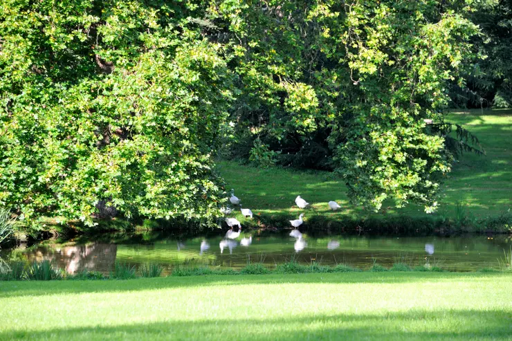 【城堡養的鵝群！牠們應該有為維護草原平整做出一定貢獻。】