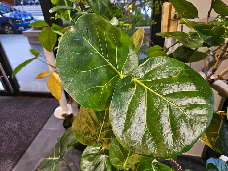 搞死我的植裁們