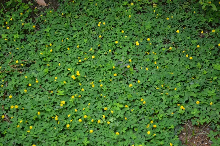 這是我種了兩年的蔓花生