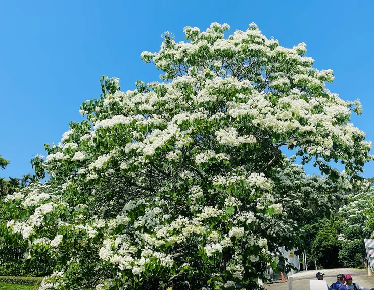 台灣桐花王