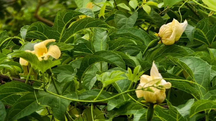 木鱉果開花,右邊兩朵下方有子房故為雌花