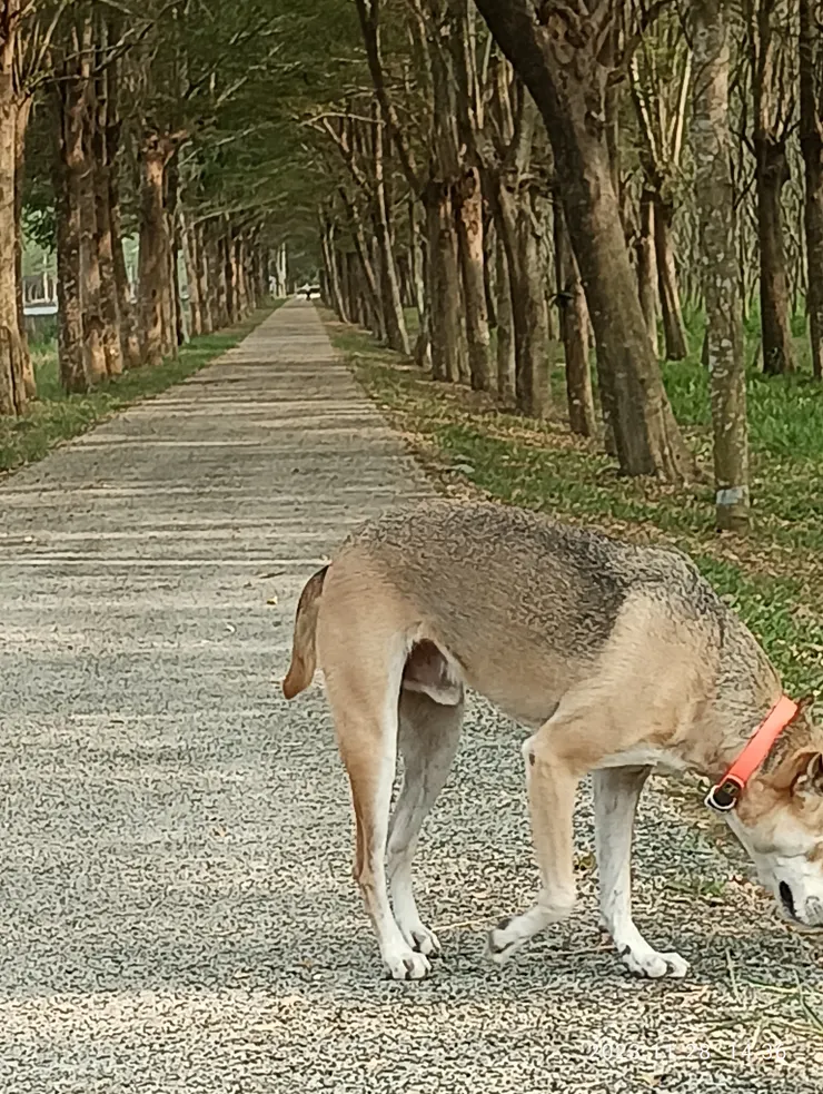 林後平地森林1,2公里的小葉欖仁林道