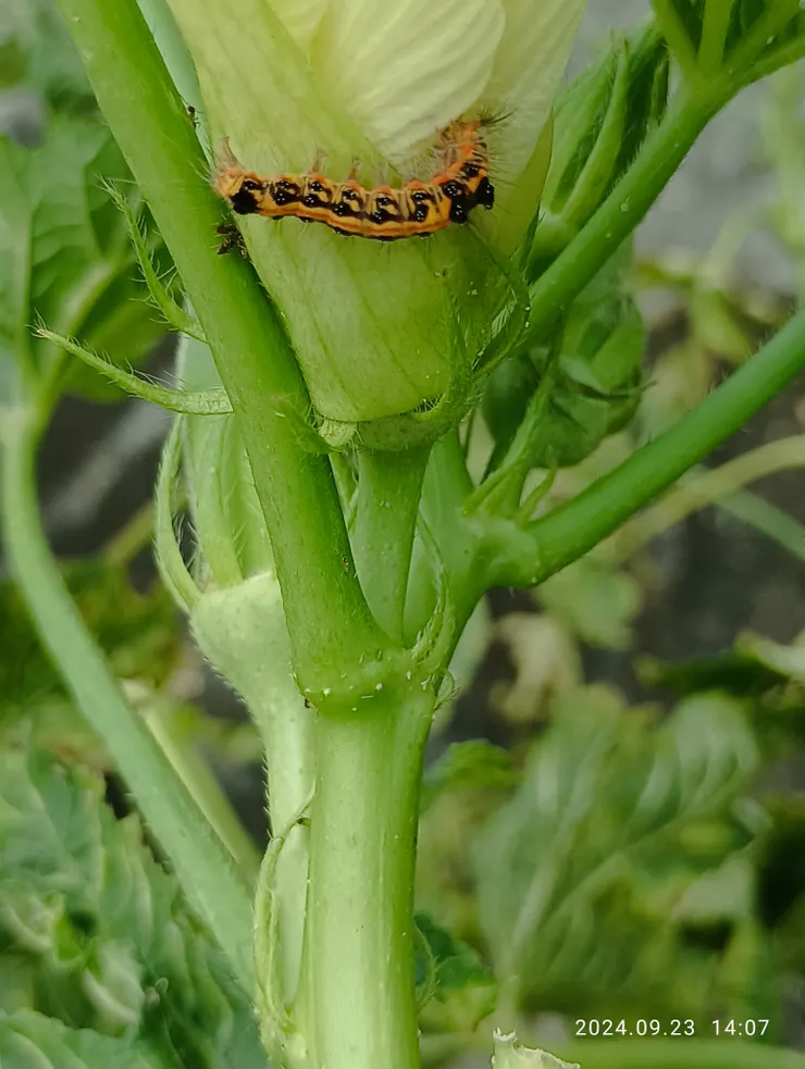 騎遇“秋葵”與蟲兒，自拍攝