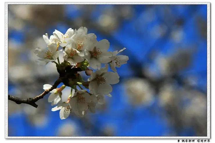 【東京・櫻花】