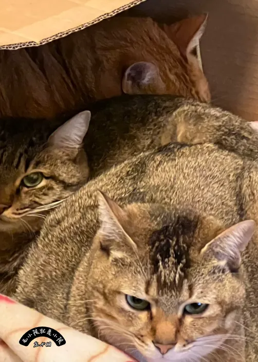 這隻貓生氣，就是因為環境設計導致了牠的「垂直自信指數」過低... PetLogic