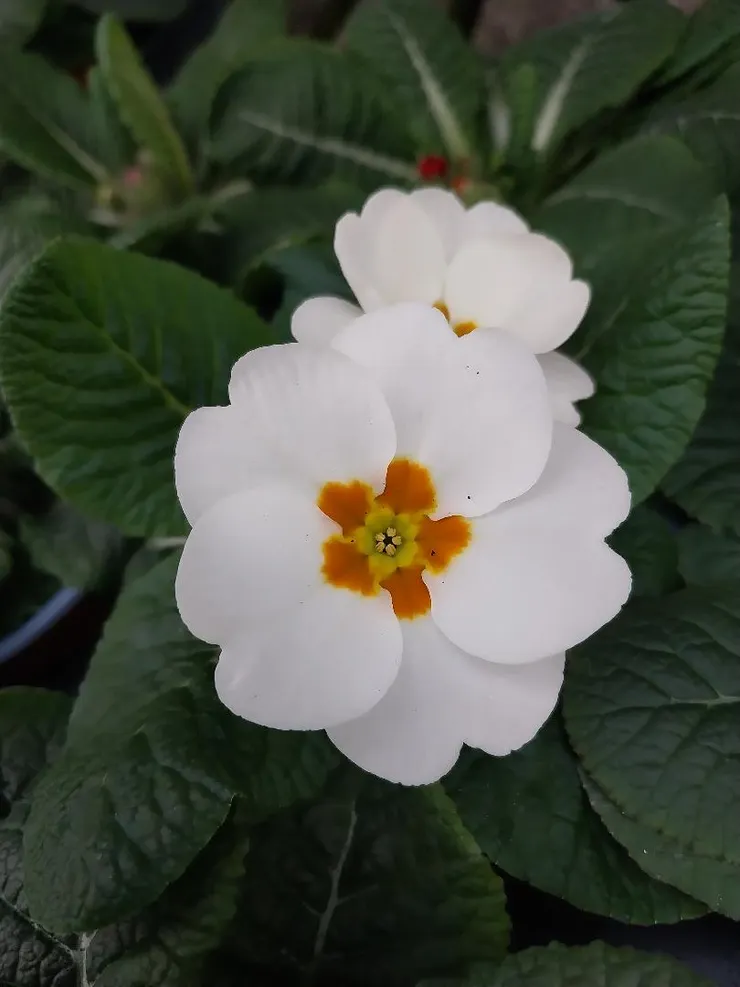 白色報春花Primula malacoides