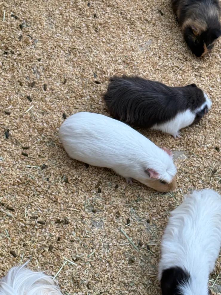 2026/04/25 天竺鼠