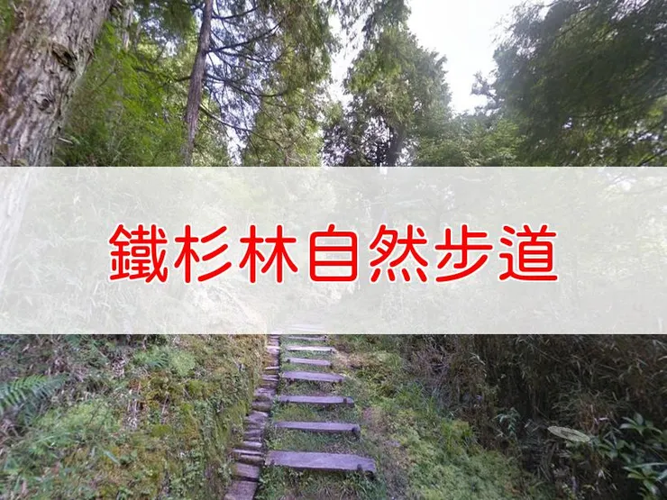 【宜蘭】鐵杉林自然步道 | 全長里程：單程1.3公里 | 難易度：低，適合一般健行者