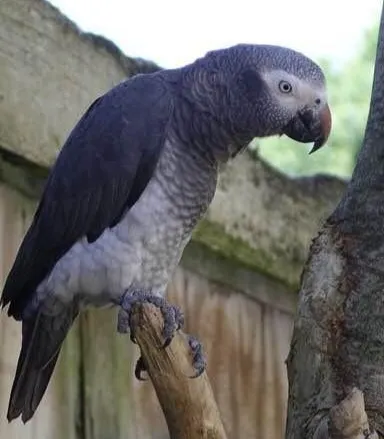 圖片來源:維基百科-提姆那灰鸚鵡