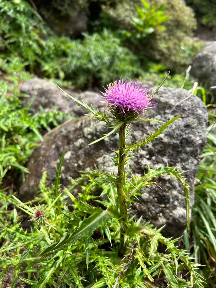 路上偶遇南國薊