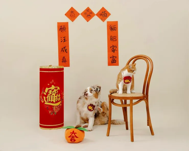 新春將近,正適合毛孩家庭重整生活空間,藉由日常環境維護和清潔,人寵一起迎接安心自在的一年。(資料來源:臭味滾)