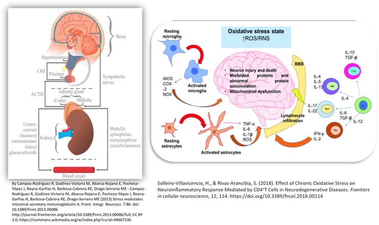 HPA axis抗壓軸與氧化壓力路徑可能與大腦憂鬱有關