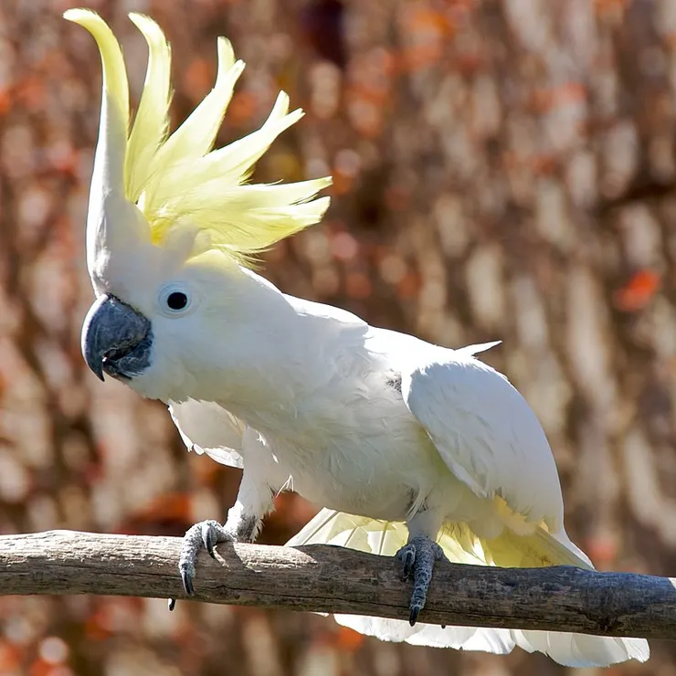 鳳頭鸚鵡的一種。By Cacatua_galerita_-perching_on_branch_-crest-8a.jpg: Duncan RawlinsonThis image is a derivative work cropped from the original image: Snowmanradio - originally posted to Flickr as Parrot and uploaded to commons at Cacatua_galerita_-perching_on_branch_-crest-8a.jpg, CC BY 2.0