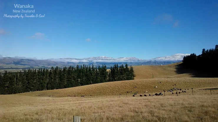 路途美景-牛群與遠山