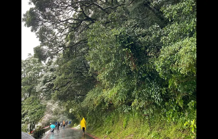 樹海頂上有一層雪，顏色的交織與對比十分夢幻。可惜照片看起來比較像曝光過度~（攝影：抱城，2024/1/23。）