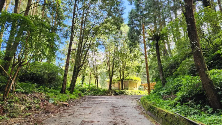 約18k處出現岔路，左邊是人倫苗圃，右邊是林道主線。