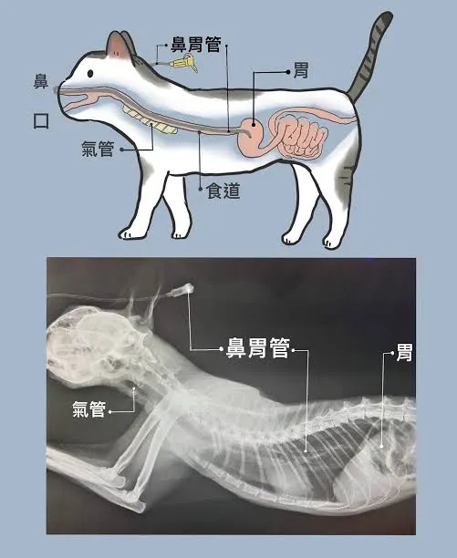 鼻胃管通常是插入主子的鼻孔、經過喉嚨到達胃部,可以短期餵食液態食物與水。