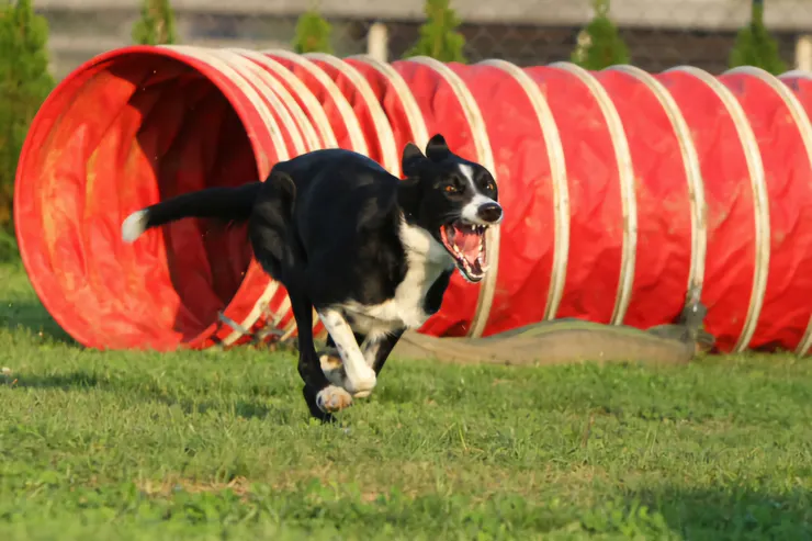 如何訓練你的狗-湯頭拔 狗狗訓練師 訓犬師 寵物訓練師