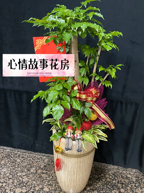 台南買盆栽，心情故事花房是您最好的選擇！這家花店擁有台南最多樣式和款式的盆栽，特別是觀葉植物，更是心情故事花房的強項之一