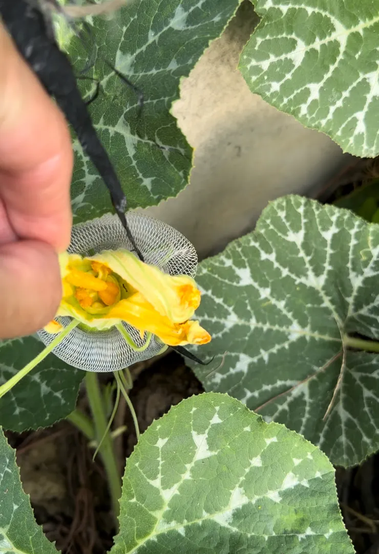 手持雄花蕊磨蹭雌花授粉