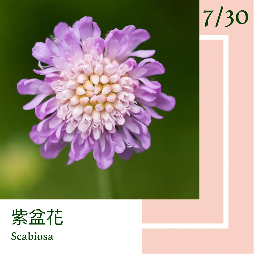 7月30日-『一日一花．一色』-紫盆花．乙女色｜凱特想太多的沙龍