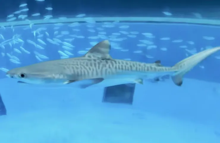 圖片截自八景島官網