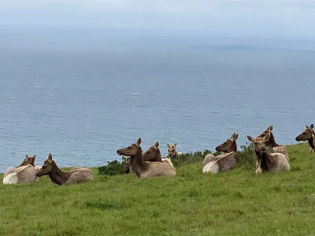 ▲終於近距離看到這裡的Tule Elks (圖勒麋鹿)，這一群都是女生。