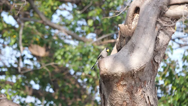 小胖桑鳲也來了