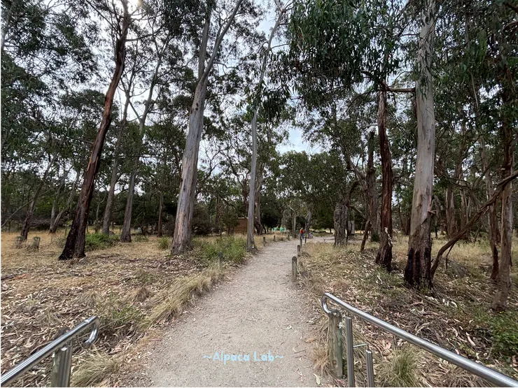 超有野外森林感的無尾熊園區
