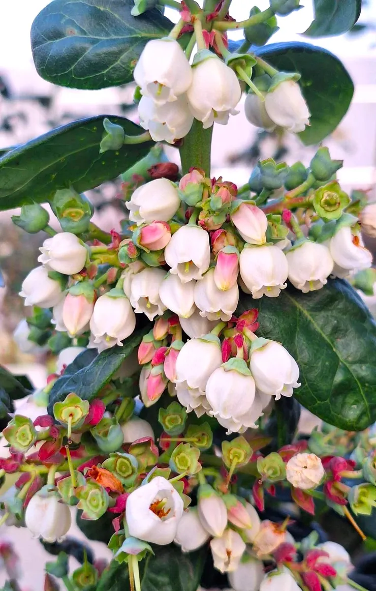 作者種植於南投的南方高叢藍莓開花情形