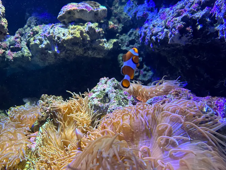 希望能像海葵和小丑魚的互利共生