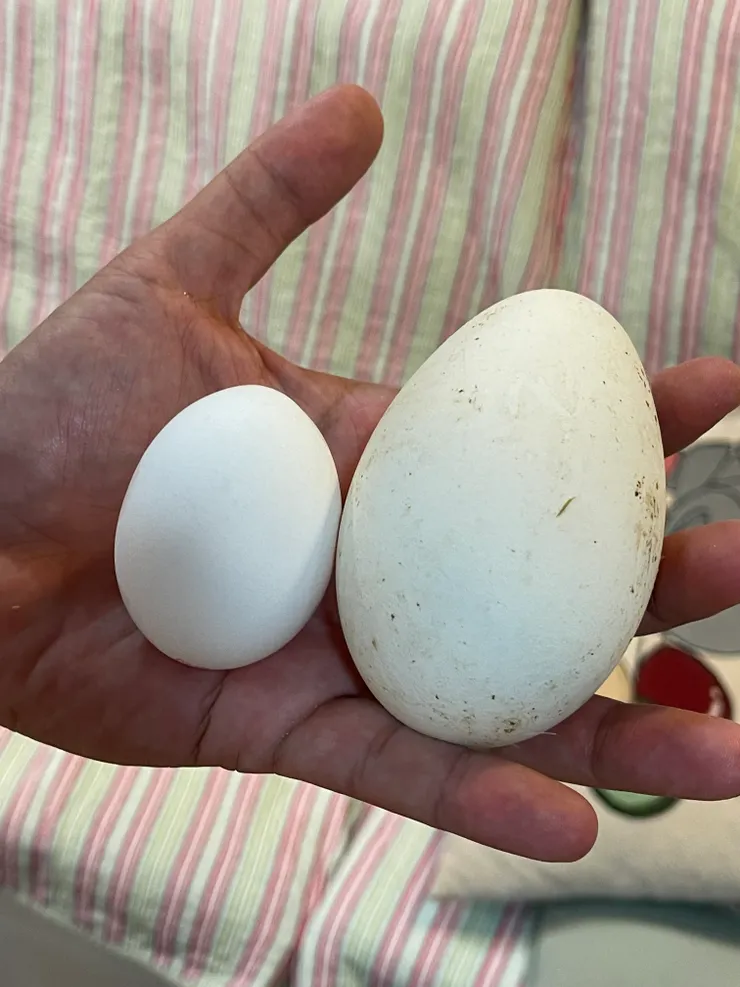 雞蛋跟鵝蛋大概重量也差了三倍，鵝蛋的殼也比雞蛋厚得多