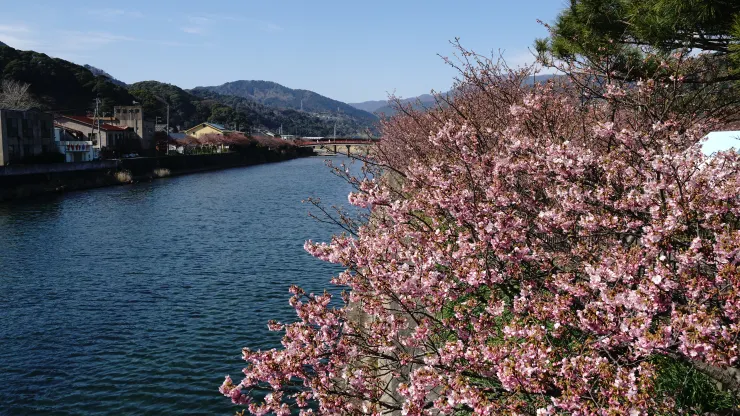 日本賞櫻祕境：河津櫻花隧道之旅之2025年3月10日河津站賞櫻