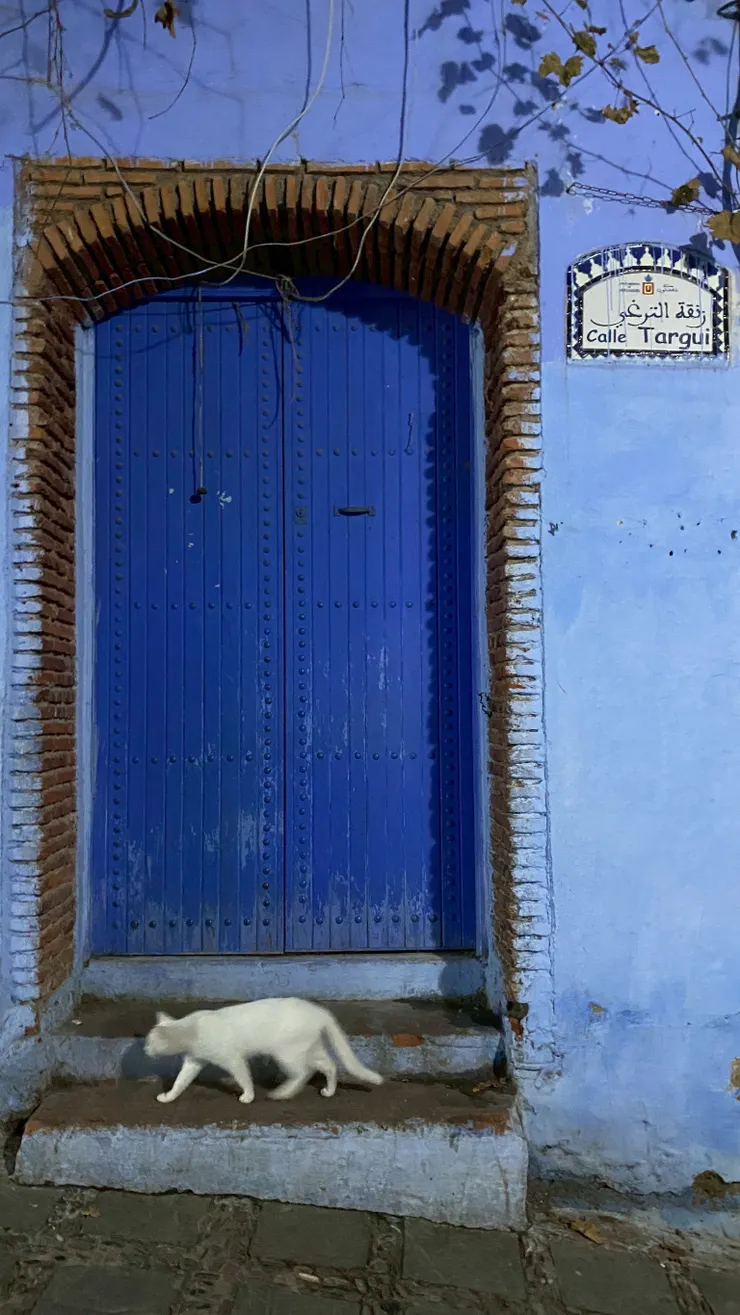 蕭安藍色小鎮充滿貓貓