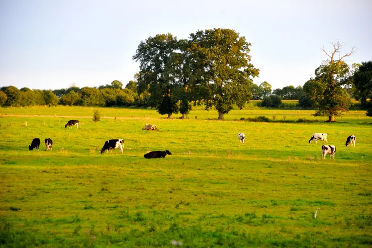 【四週有廣大的牧場與無邊的寧靜 晚出或早歸何妨內外逛逛也不錯】