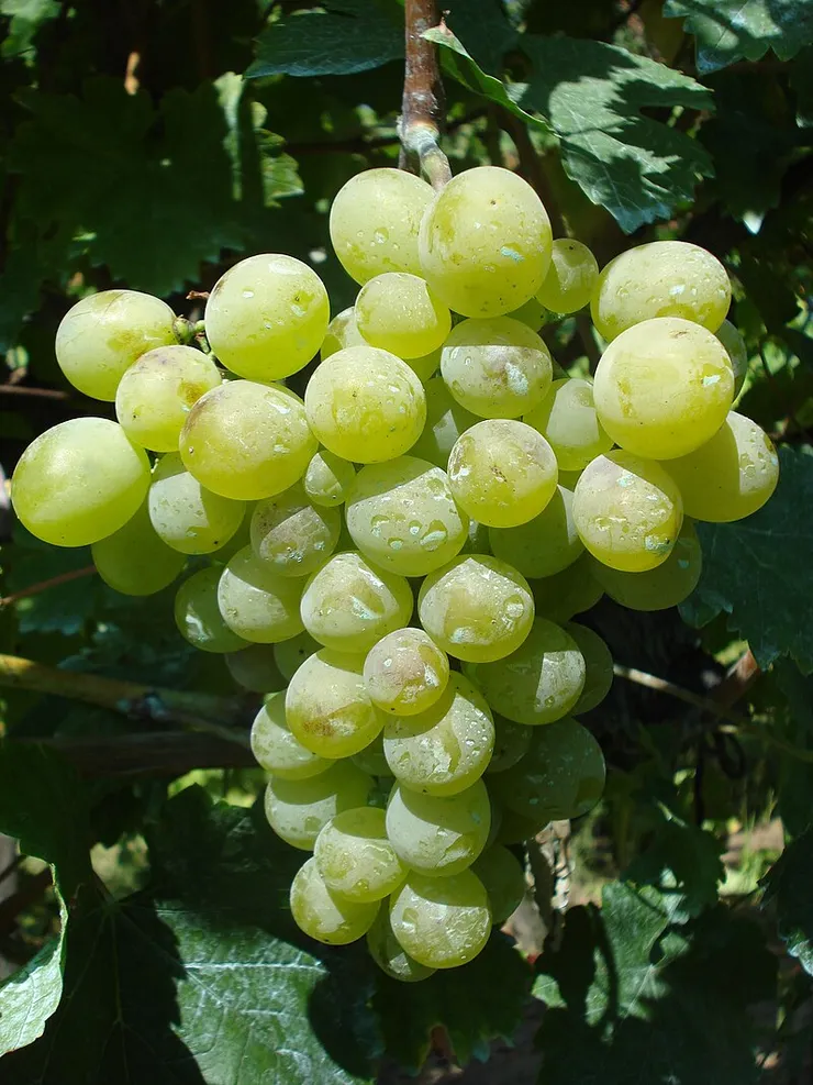 白麝香葡萄。由 Silverije - 自己的作品, CC BY-SA 3.0