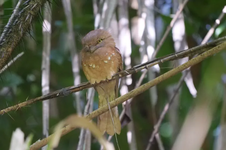 Blyth's Frogmouth  星喉蟆口鴟 打開眼睛後的眼睛變得有點生氣