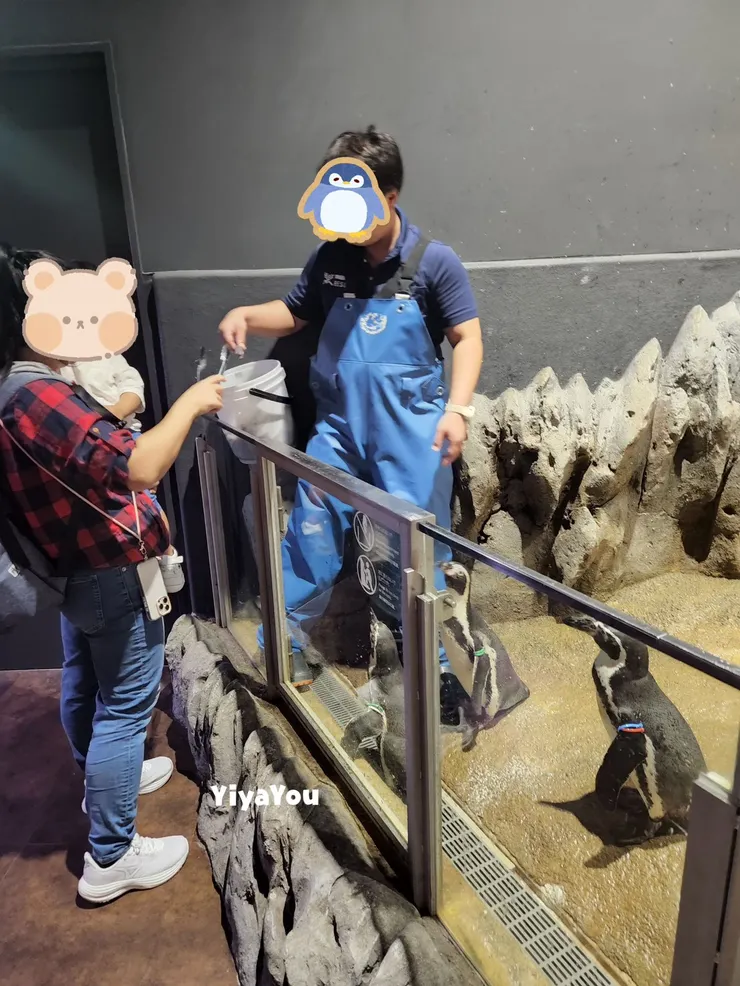 企鵝餵食體驗，一張體驗卷可餵食三條魚。