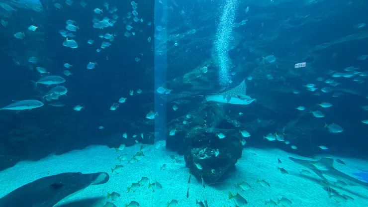 在此觀察魚群的一舉一動。