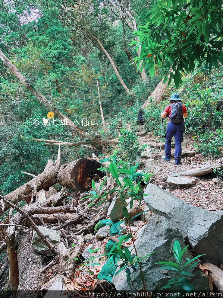 【谷關健行/住宿】谷關七雄老大。海拔2366公尺八仙山主峰。